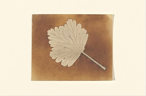 [Leaf]