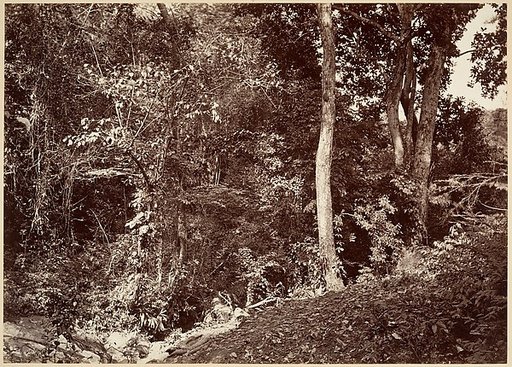 Tropical Scenery, View Near Chipigana
