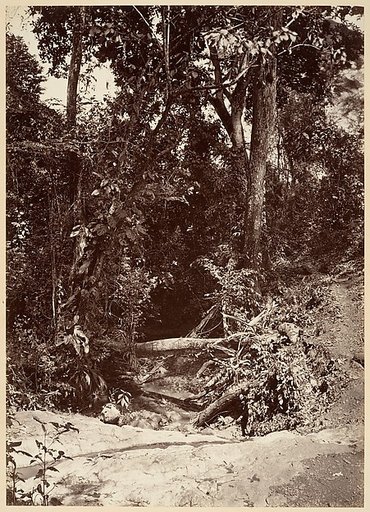 Tropical Scenery, The Brook El Bano, Chipigana