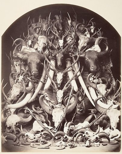 Hunting Trophies