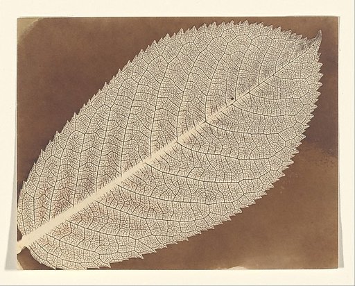 [Leaf]