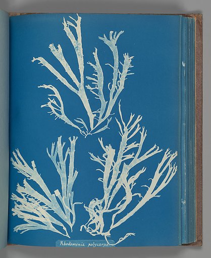 Rhodomenia Polycarpa