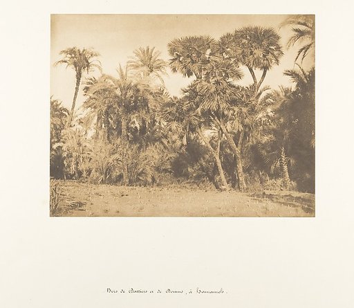 Bois de Dattiers et de Doums, à Hamarneh