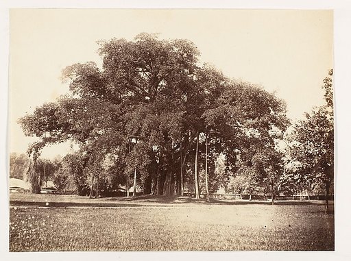 [Banian Tree in Commissioner Grote's Garden, Alipoor, Calcutta]