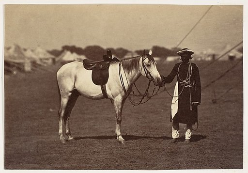 [Lady Cannings Grey Arab]