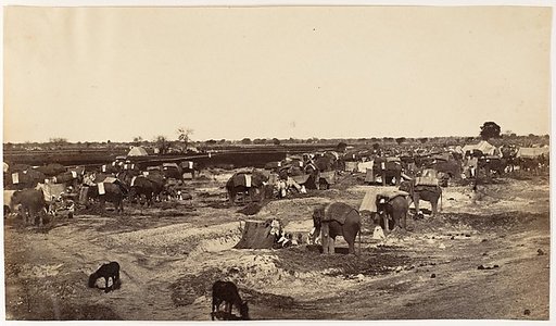 [Hatti Kana-The Elephant Camp]