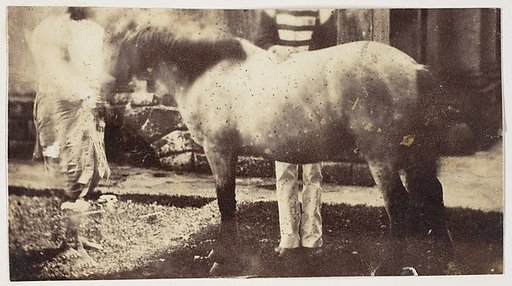 [My Pegu Pony]