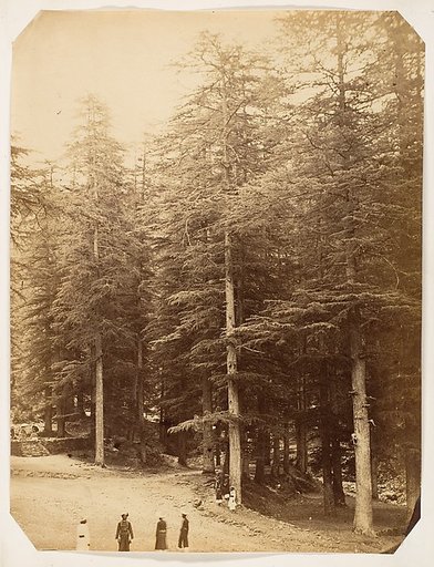 [Deodars at Annandale, Simla]