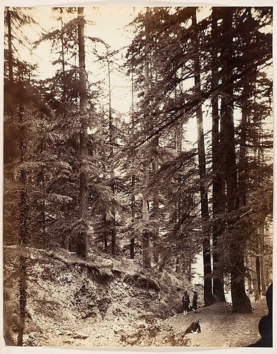 [Deodars at Annandale, Simla]