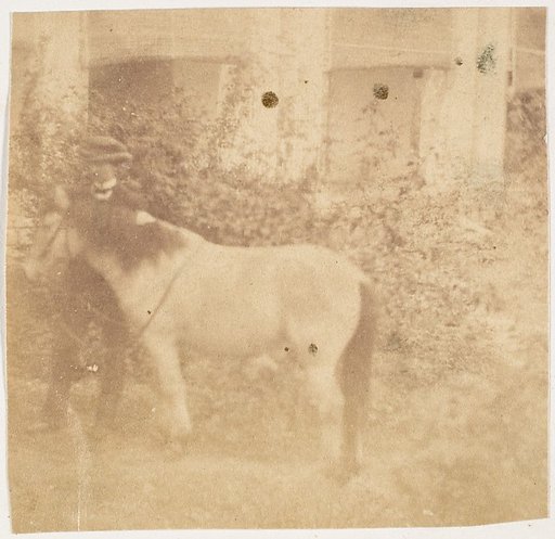 [Man and Horse, Government House, Allahabad]