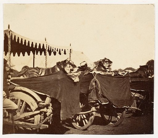 [Tigers Presented to the Countess Canning at Agra]