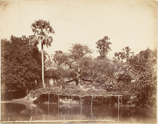View in the Jungle, Bengal