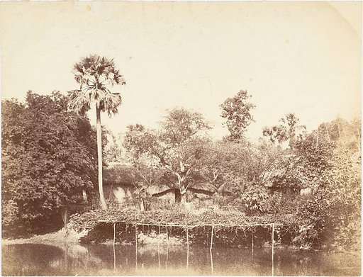 [View of the Jungle, Bengal]