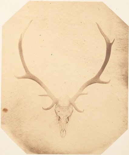 [Stag Trophy Head, Killed by Ned Ross]