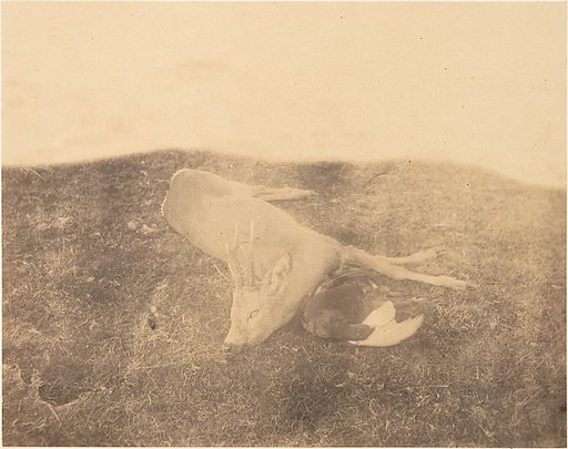 [Dead Roe Buck]