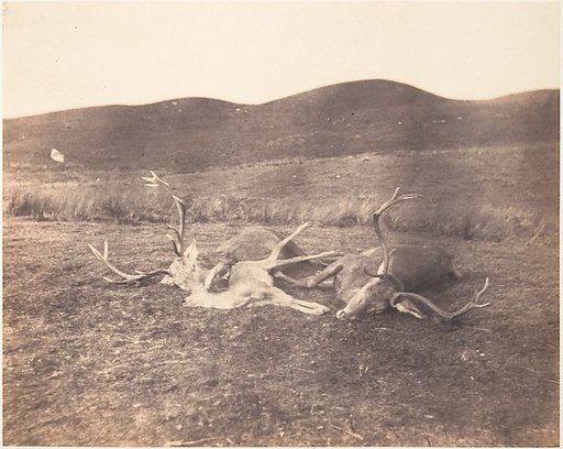 [Two Stags and Roe Buck]