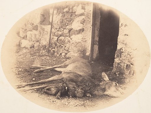 [Dead Female Deer and Game Bird]