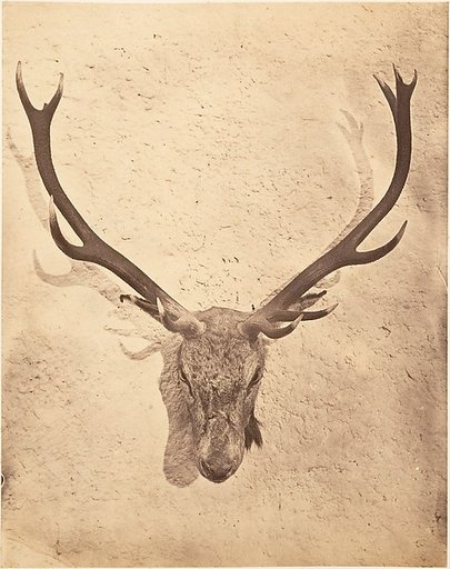 [Stag Trophy Head Killed by Ned Ross]