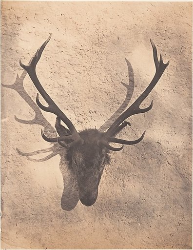 [Colin's Royal Stag]