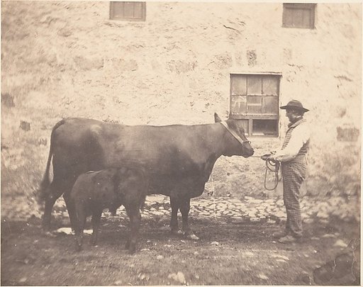 [Prize Cow and Calf]