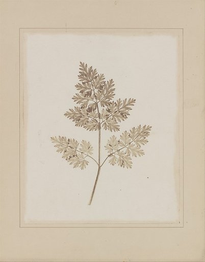Leaf of a Plant