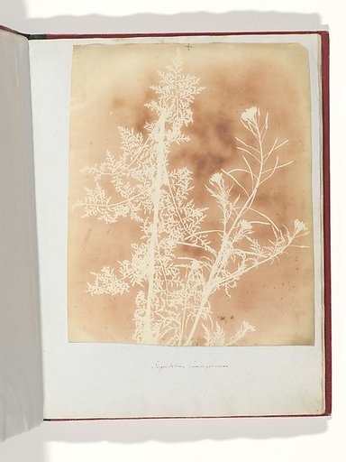 Sisymbrium Cumingianum