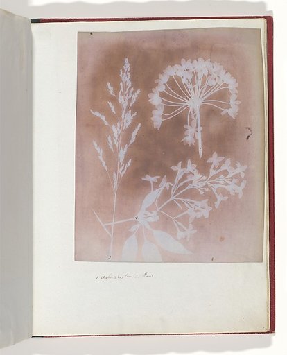 1. Aglio. 2. Cestro. 3. Poa.