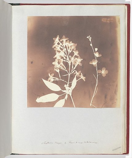 1. Cestrum Parqui. 2. Fiora di una tetradinama.
