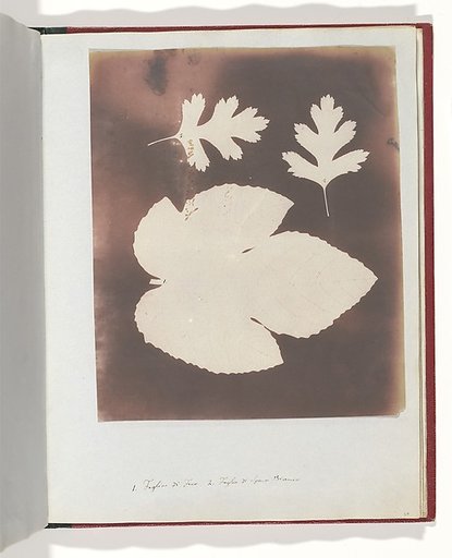 1. Foglia di Fico. 2. Foglia di Spina Bianco