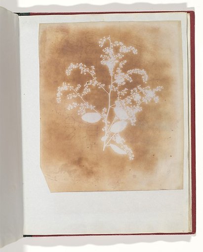 [Photogenic Drawing of a Plant]