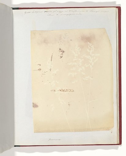 Graminacea