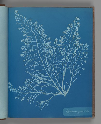 Cystoseira granulata