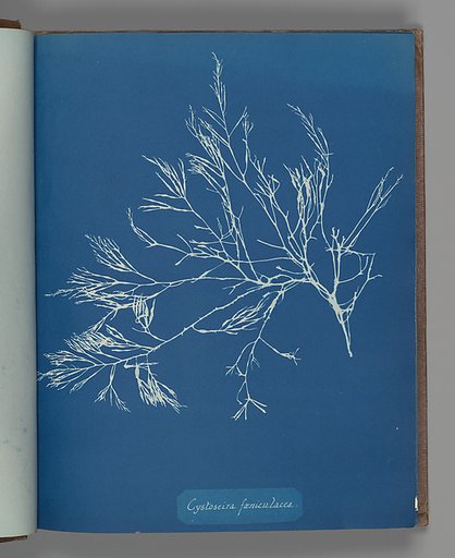 Cystoseira fæniculacea