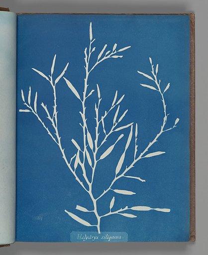 Halydrys siliquosa