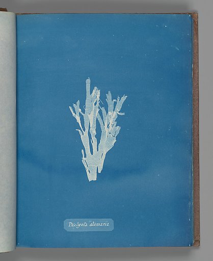 Dictyota atomaria