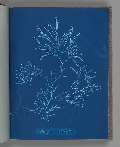 Cladostephus verticillatus