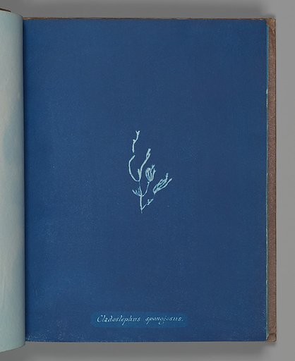 Cladostephus spongiosus