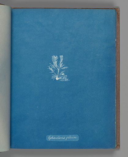 Sphacelaria filicina