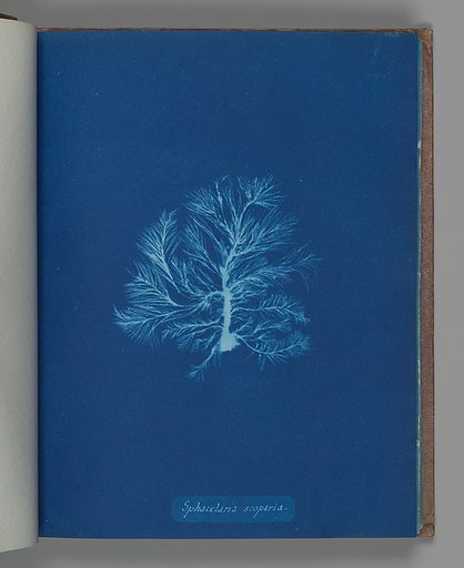 Sphacelaria scoparia