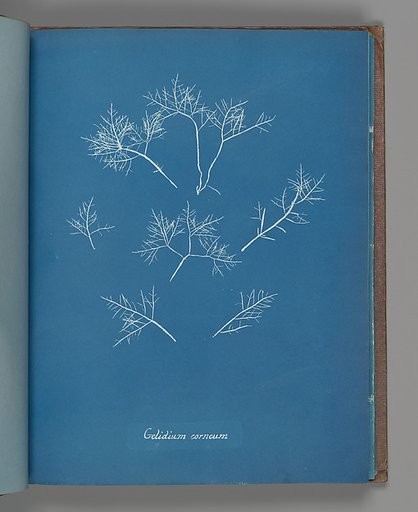 Gelidium corneum