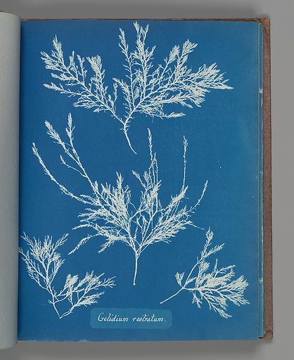 Gelidium rostratum