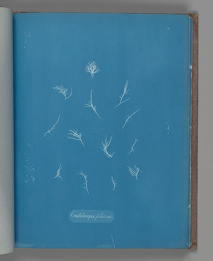 Grateloupia filicina