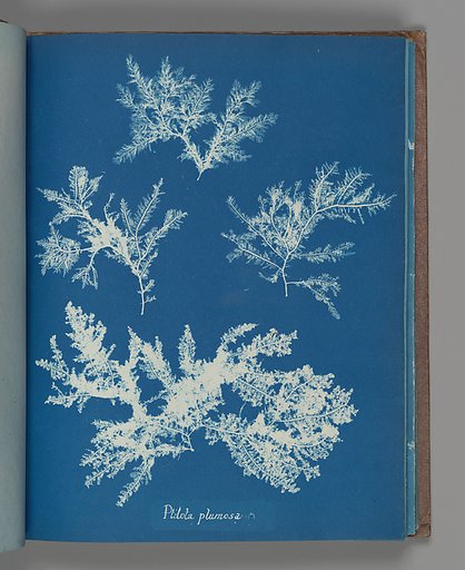 Ptilota plumosa