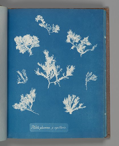 Ptilota plumosa. ß capillaris