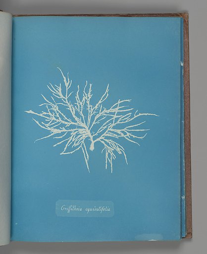 Griffithsia equisetifolia
