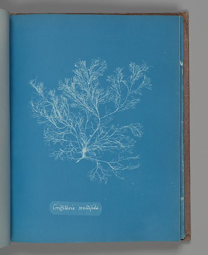 Griffithsia multifida