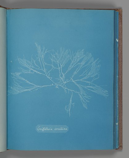 Griffithsia corallina