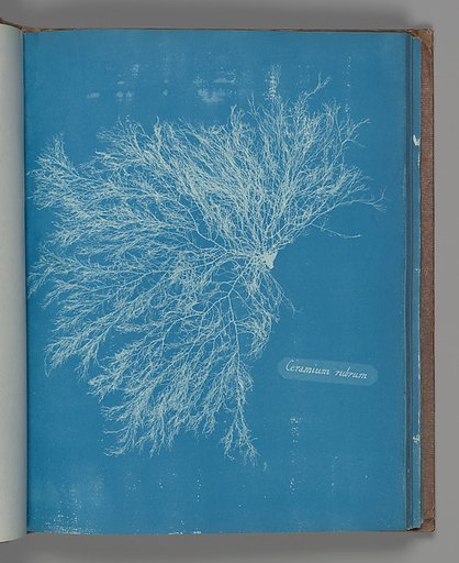 Ceramium rubrum