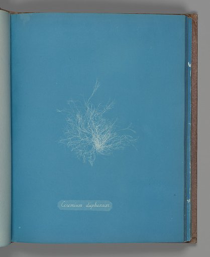 Ceramium diaphanum