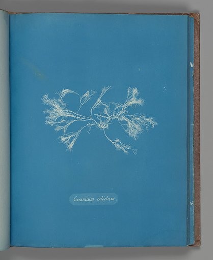Ceramium ciliatum